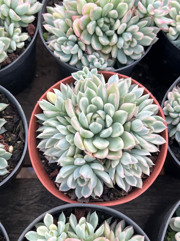 【任意下单即包邮】女雏锦群生7-8厘米多肉植物，脱土发货
