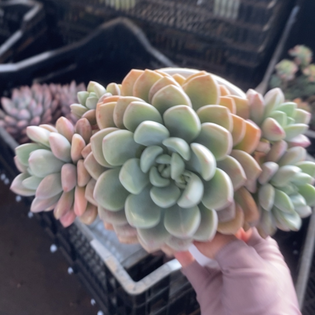 5703花斑露一物一拍