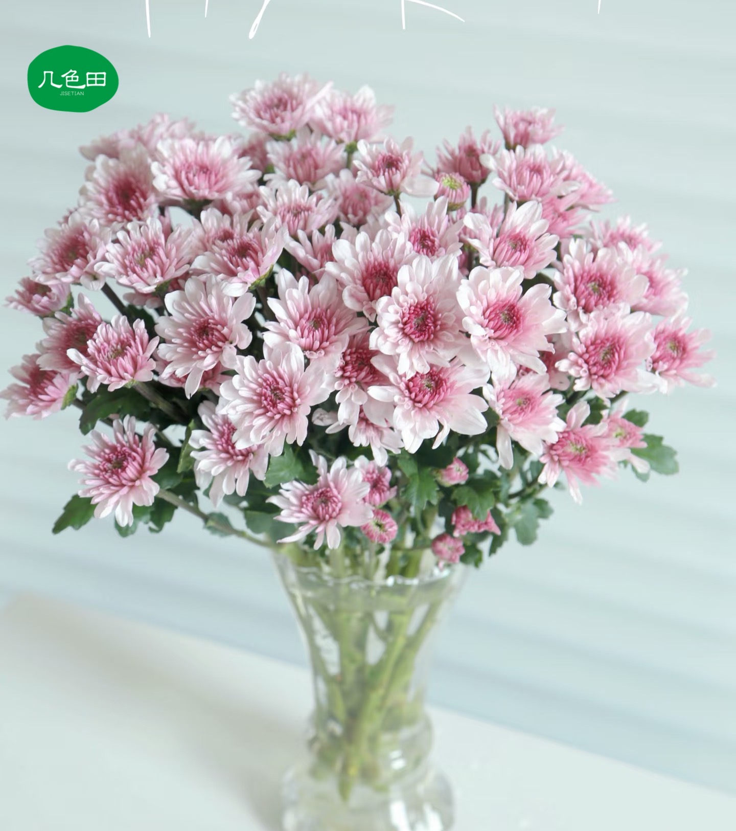 草莓冰淇淋----小菊云南直发鲜花云南花插花鲜花