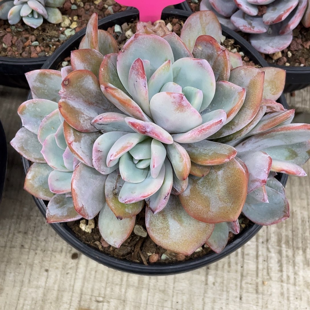 7头实生韩版奶茶，无砍无摘，木质化造型桩