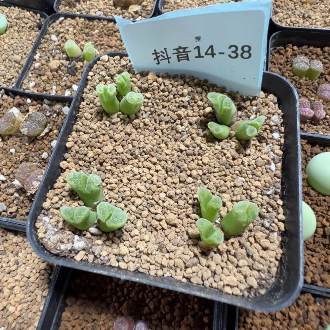 14-38量拍3头冰风铃母本一颗