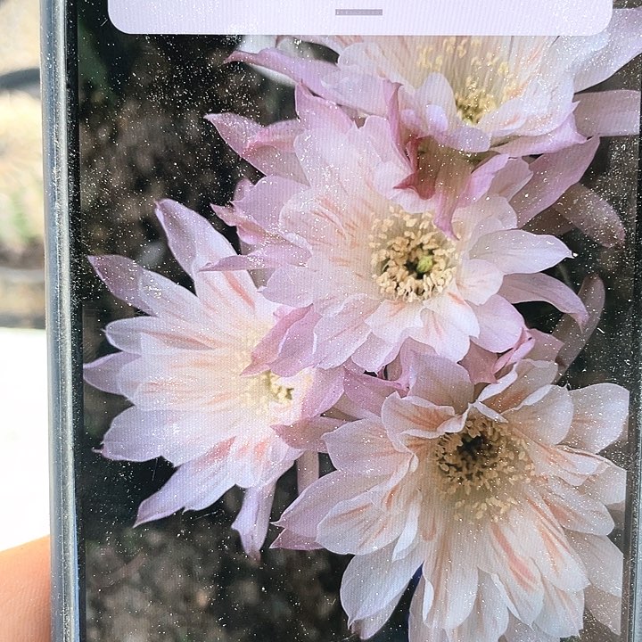 雪花膏丽花自根6公分左右满18包邮