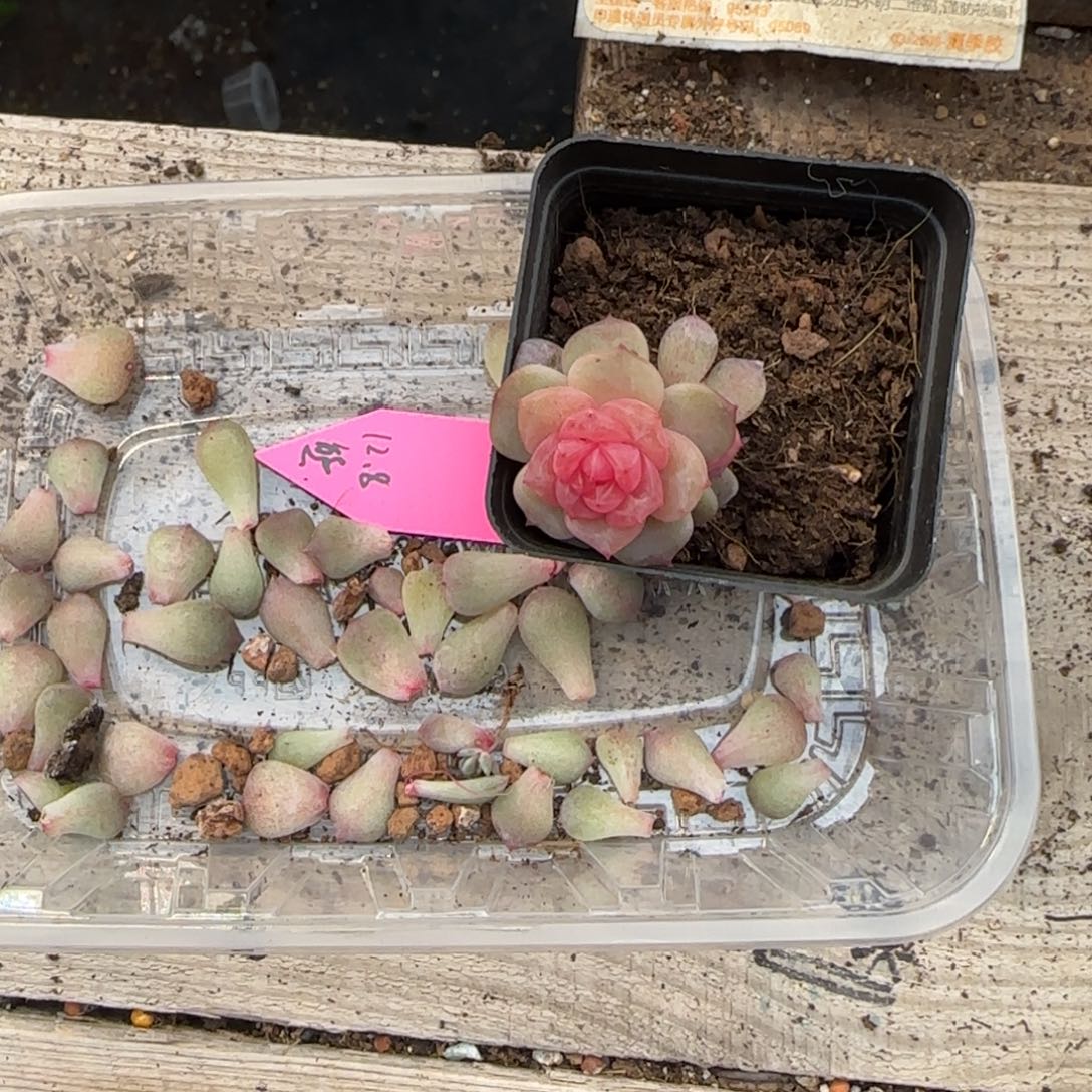 九重紫叶子一个满25包邮