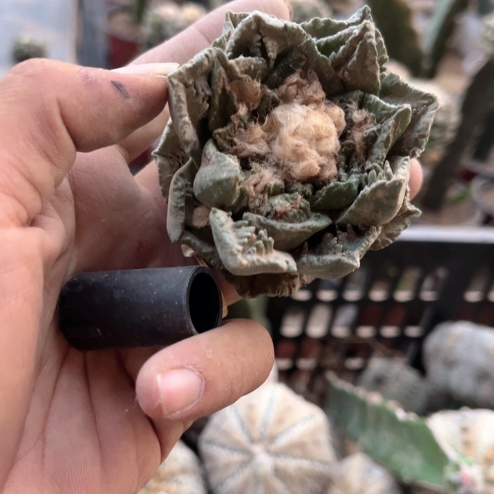 变异牡丹三角嫁接56