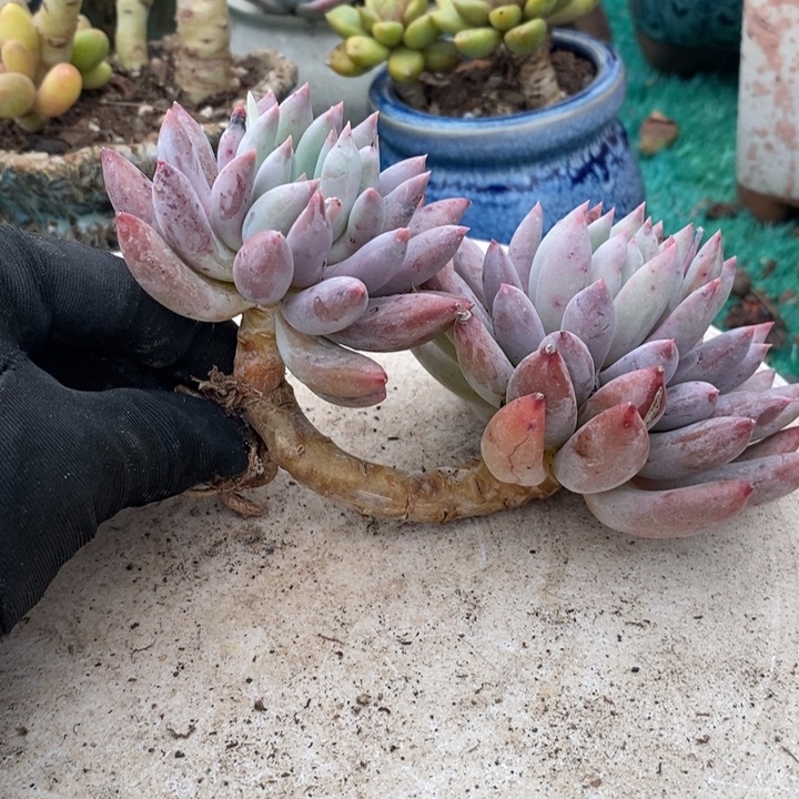 所罗门整装无砍老桩多肉