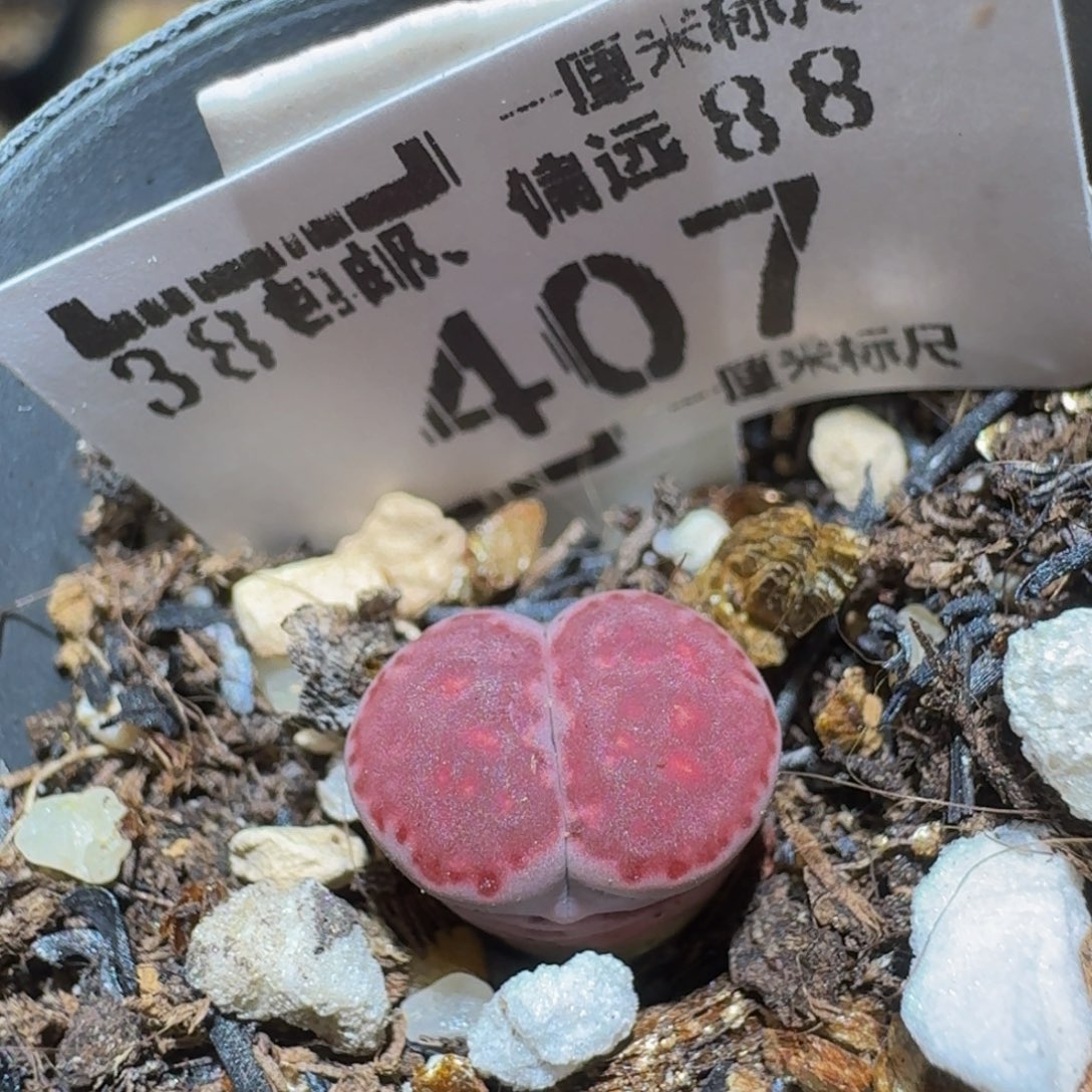 Ssss生石花肉锥407