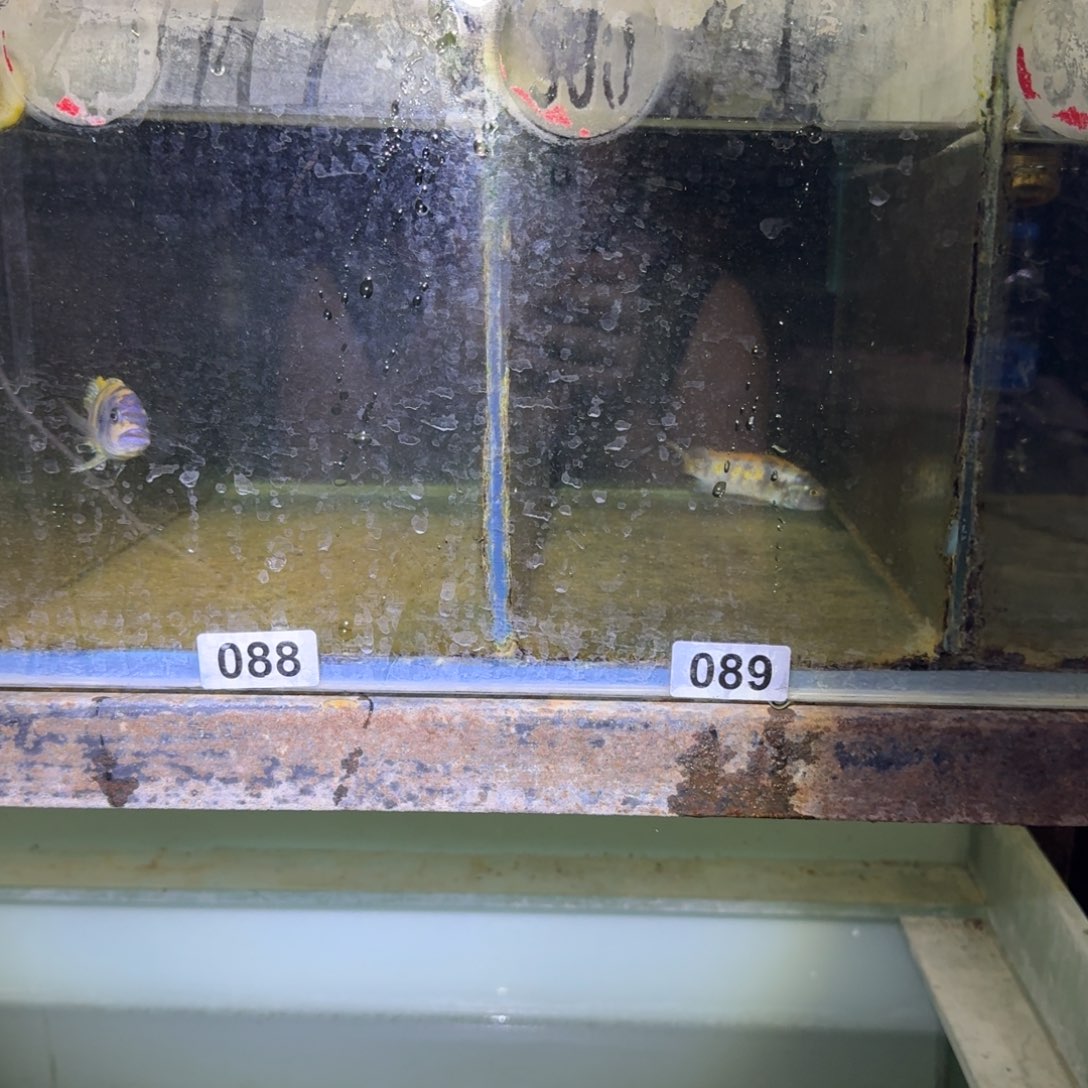 M***4慈鲷鱼88号mbj 斑马mc89号松比西ob