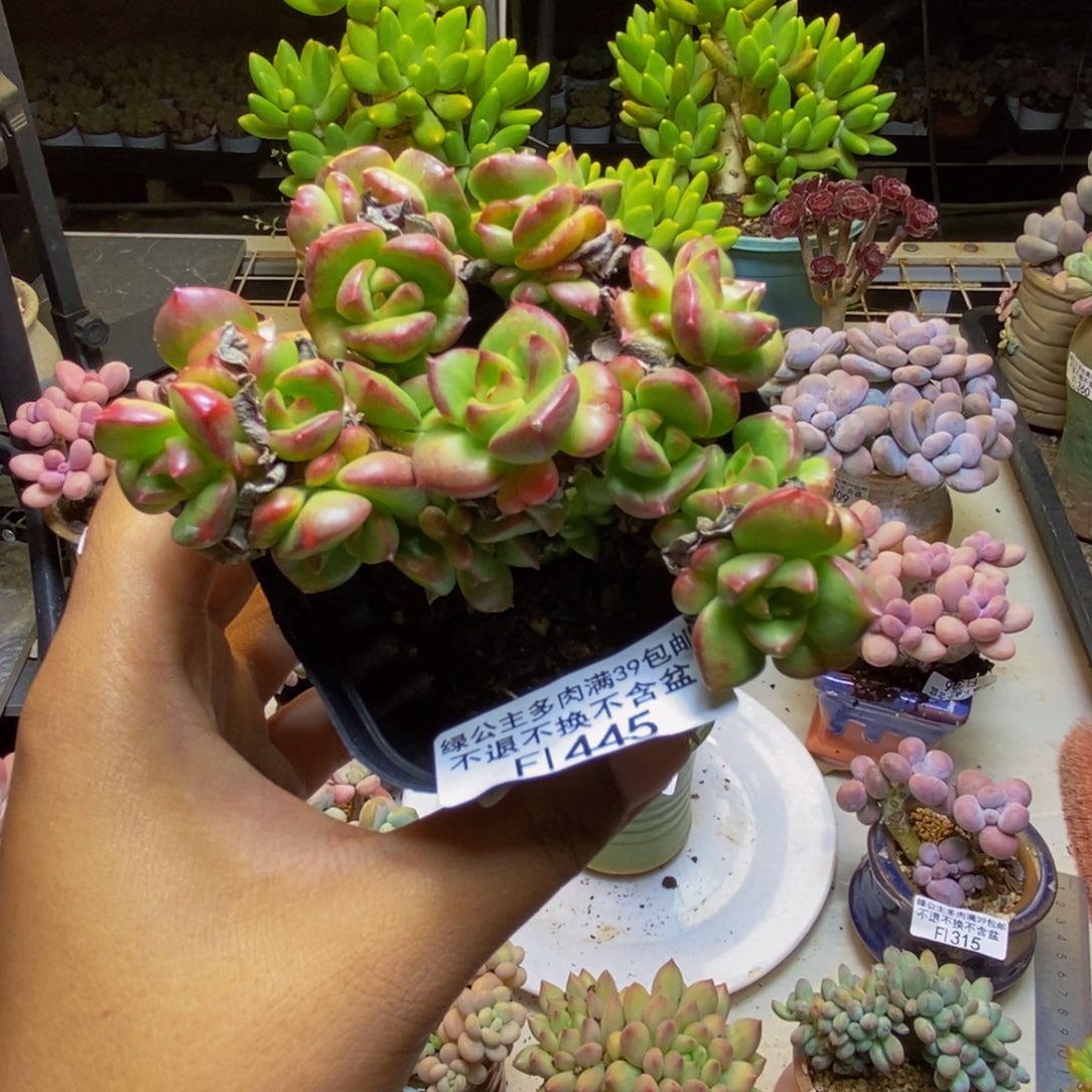 445蜡牡丹多肉7cm