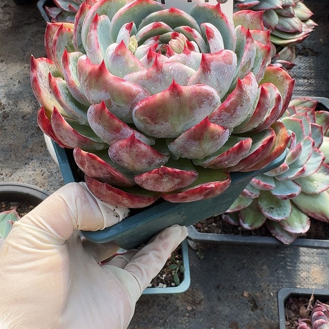 惊鸿惊鸿惊鸿 119..........