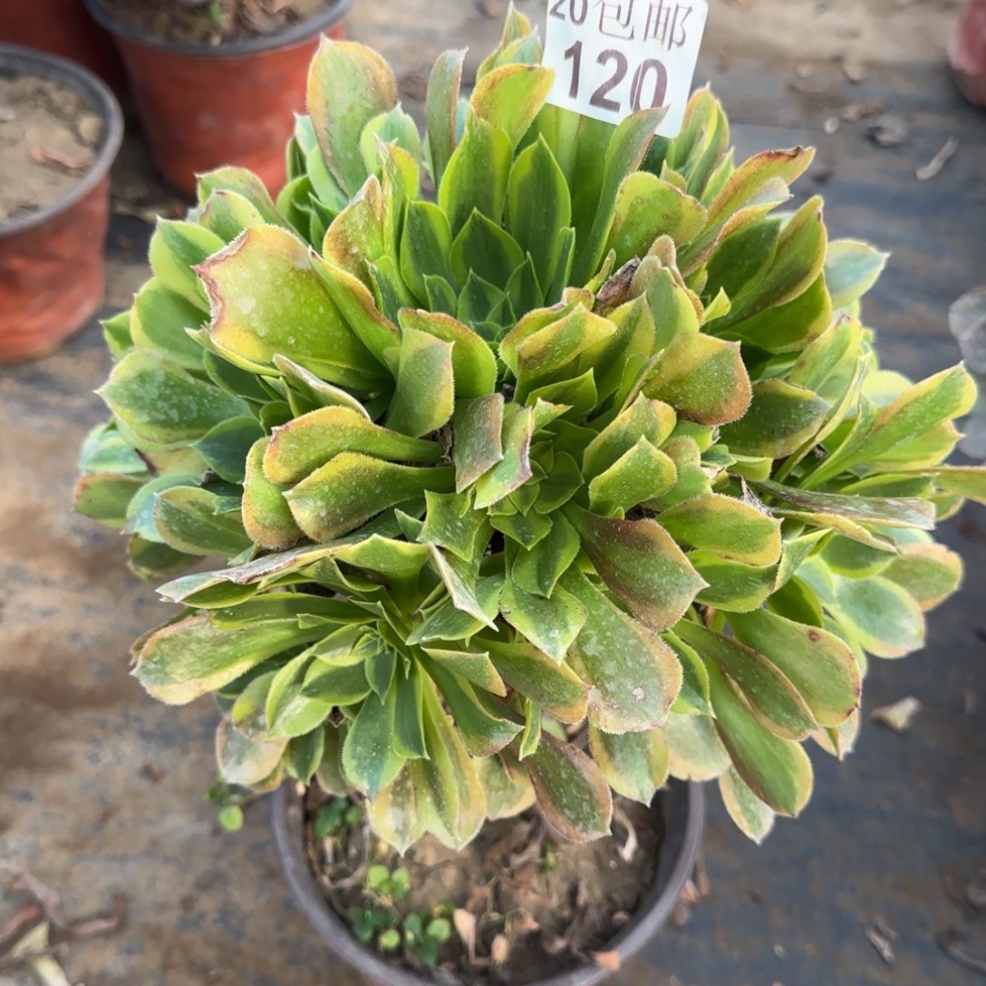 青檬120满20包邮断枝不包