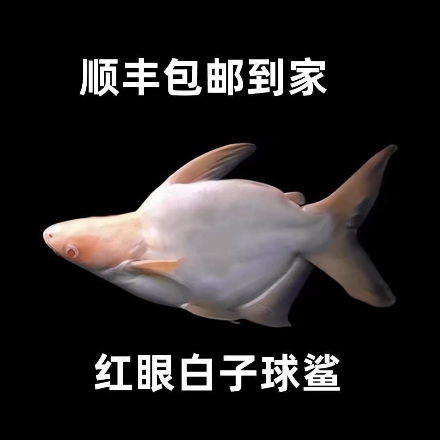 红眼白子球鲨0号球体白化鲨红眼鲨热带零号观赏鱼配鱼活体