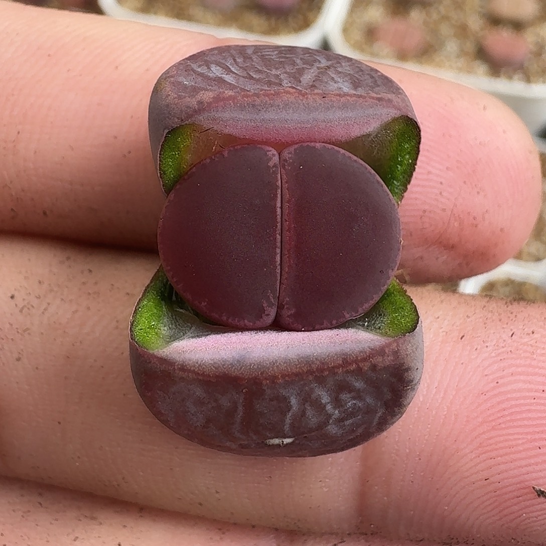 u***喆C058全窗酒红回交版两年