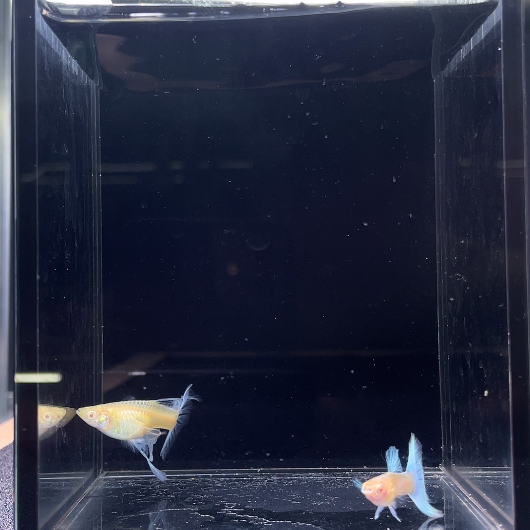 孔雀鱼蓝白绣球一对5