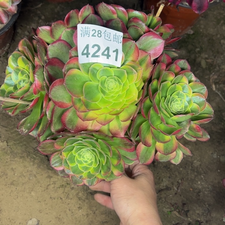 4241奶白多肉植物