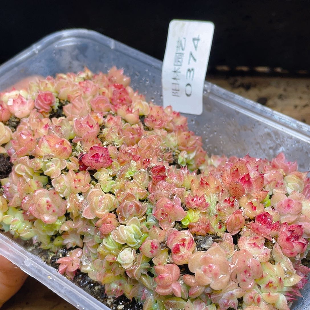 多肉植物多肉植物374