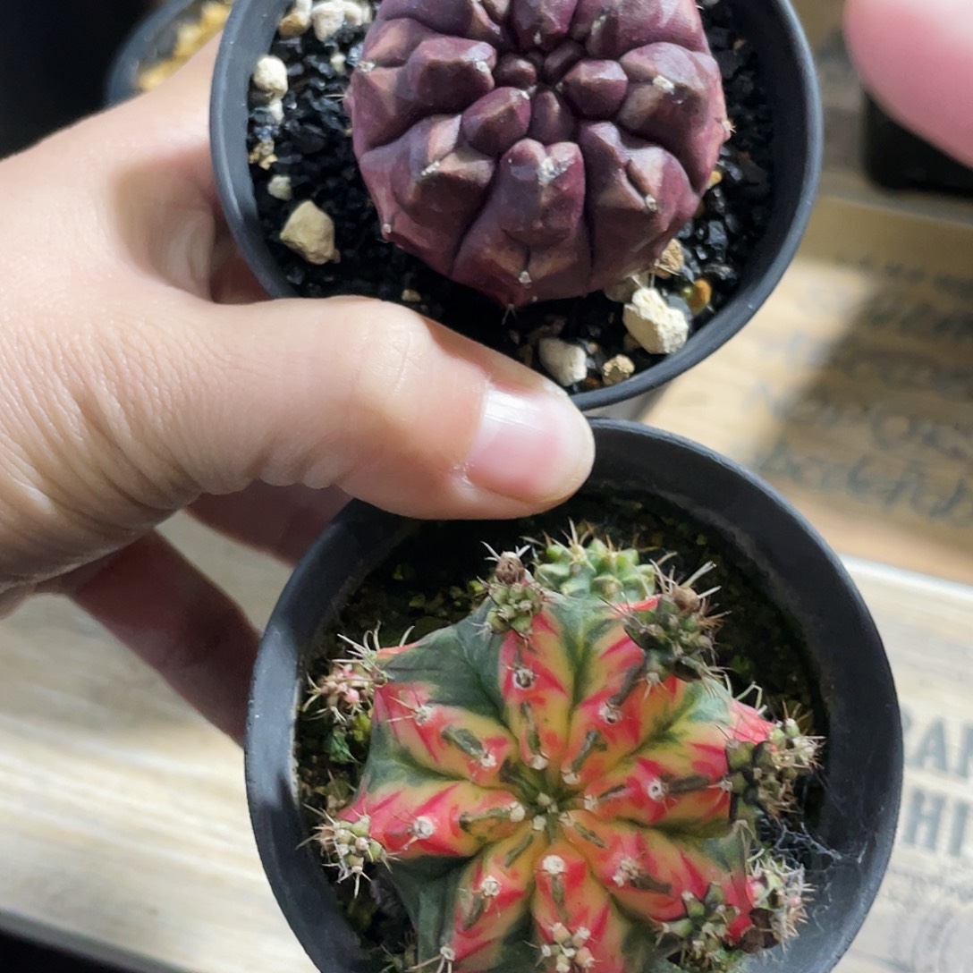 福利66666666666666666