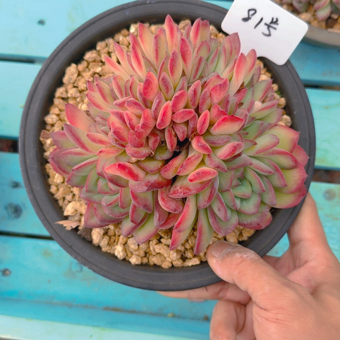 81号多肉111111111111