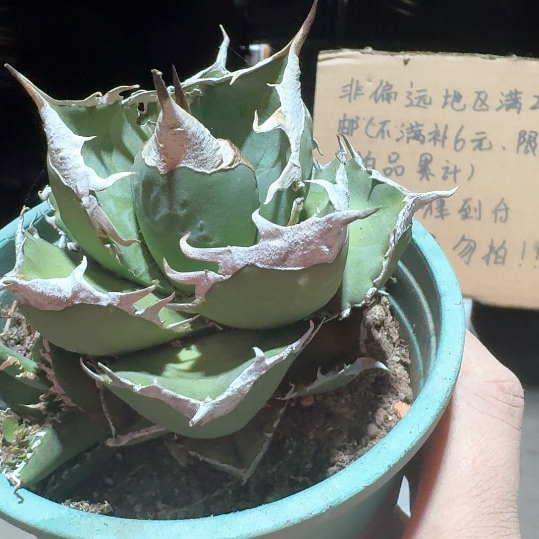 *****无花朵立可白龙舌兰
