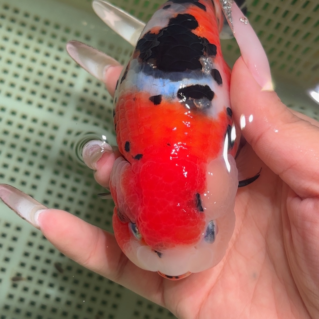 小***托金鱼拍包装包邮，不拍包装运费到付