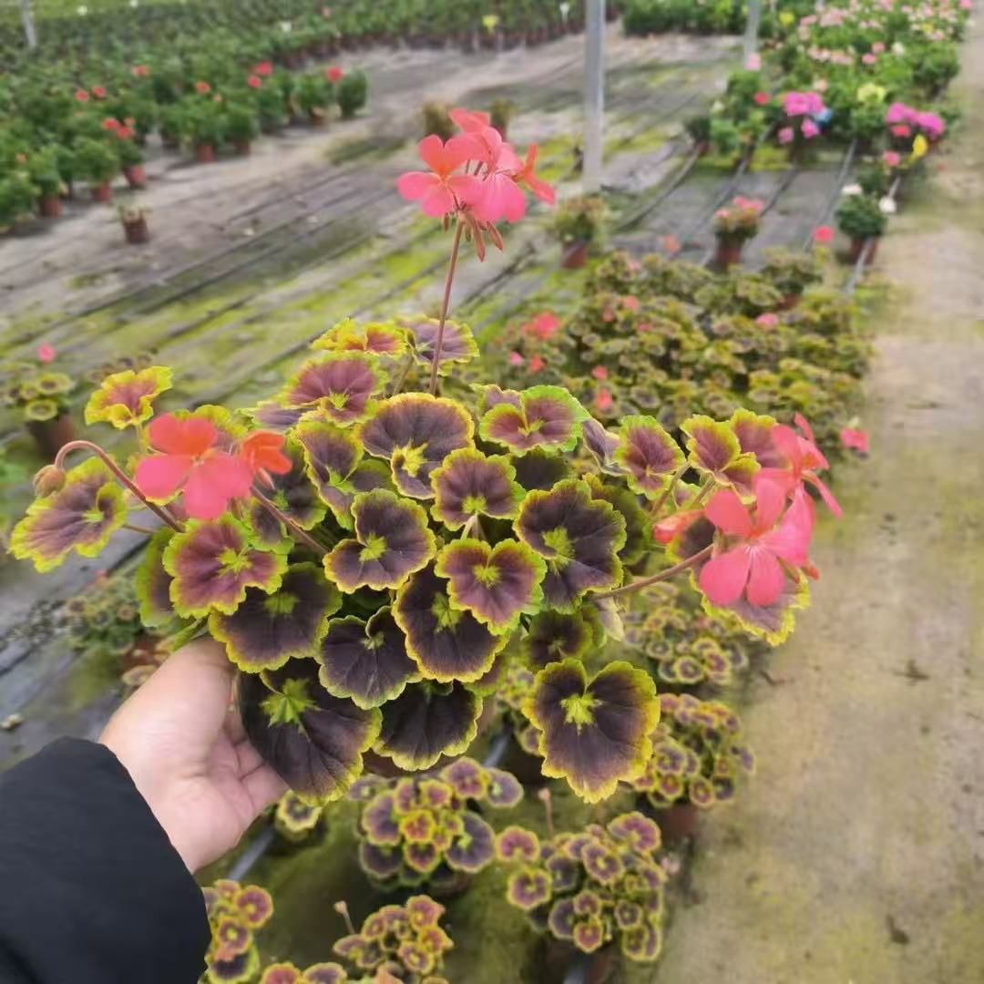 百年温哥华天竺葵盆栽澳洲彩叶焦糖天竺葵阳台耐寒花卉绿植物