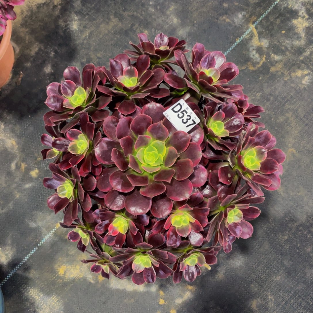 53700金丝雀福利可以拍