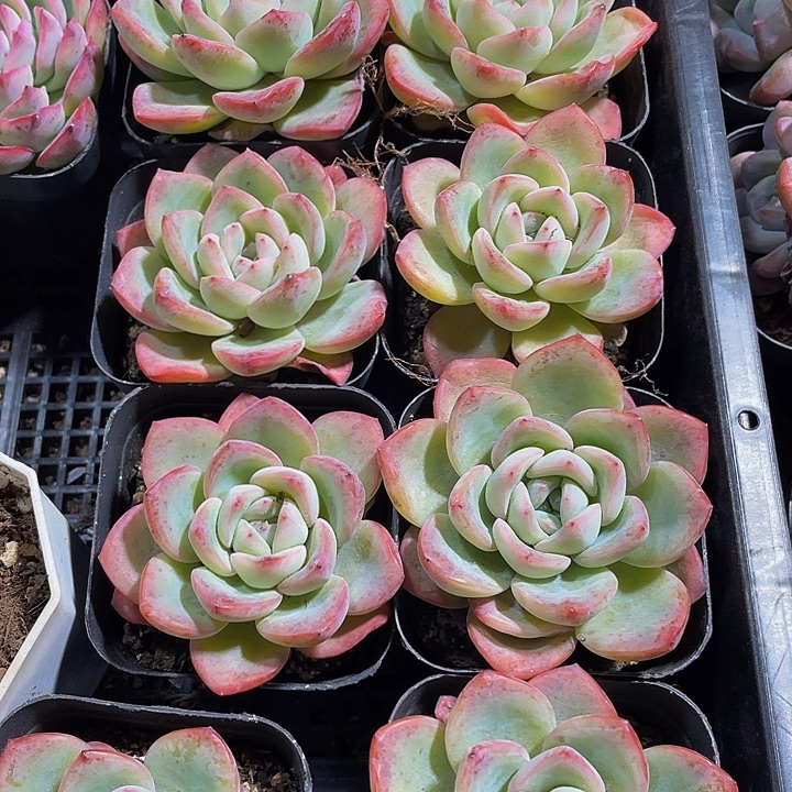 大单头泡芙带盆土发