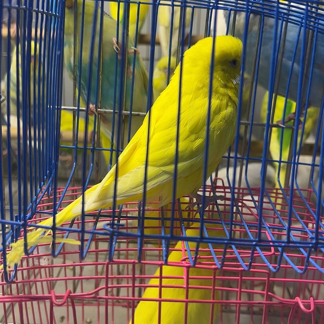 虎皮鹦鹉大头纯黄一对