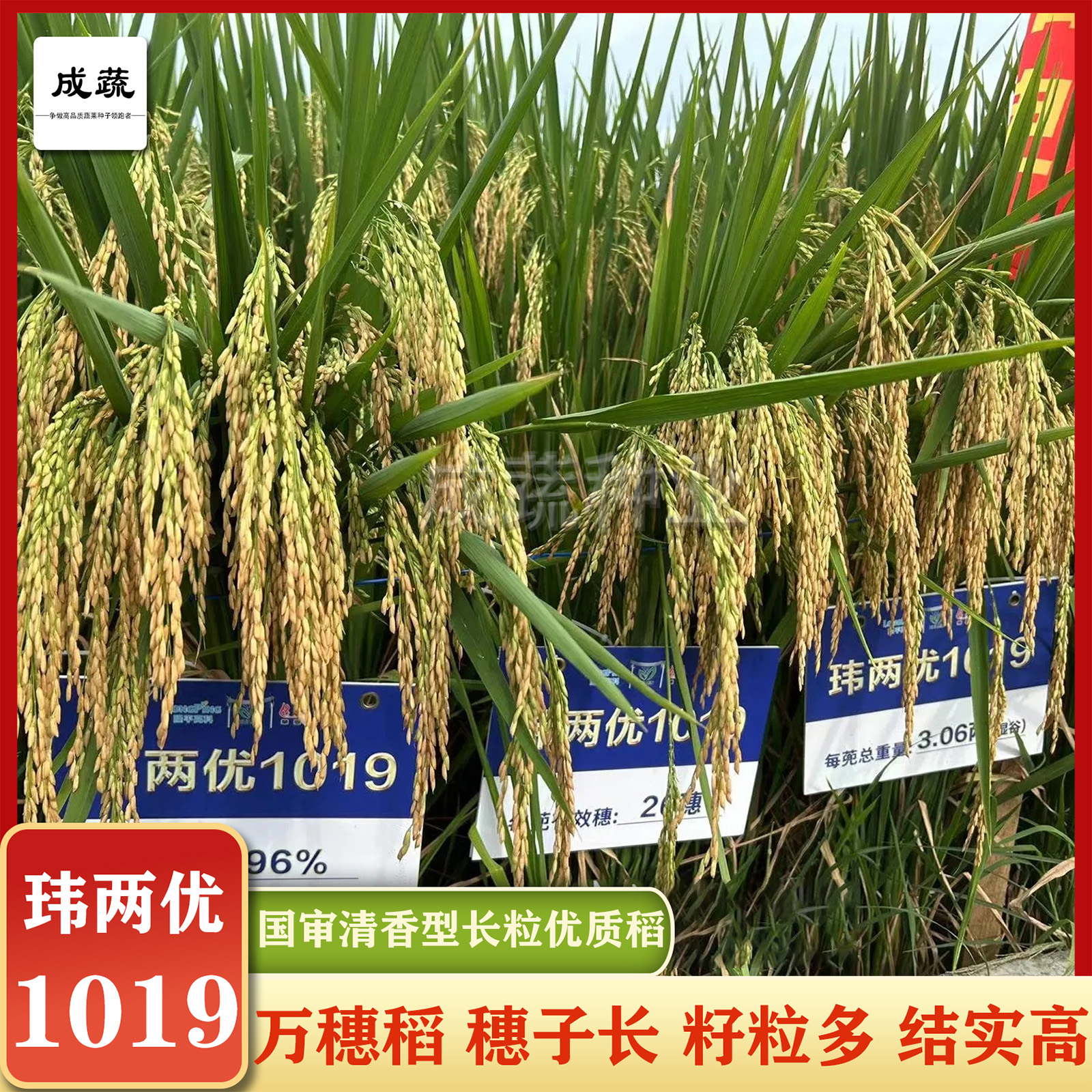 国审浓香型高端水稻种玮两优1019大穗大粒中熟结实高香米水稻种子