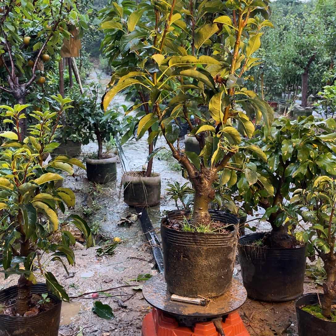 广***友鸡心果一树一拍鸡心果