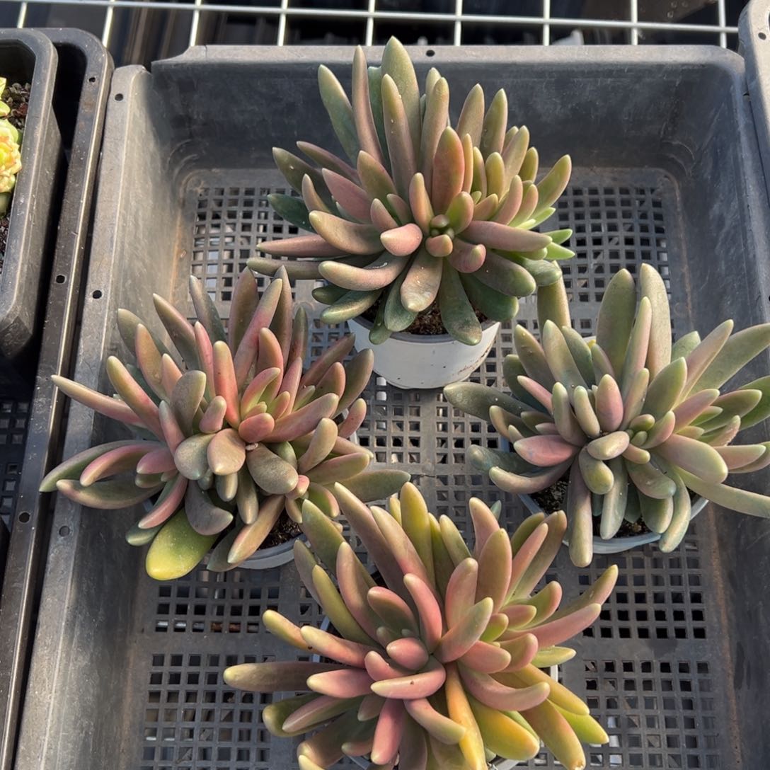 3156量肉肉肉肉肉肉