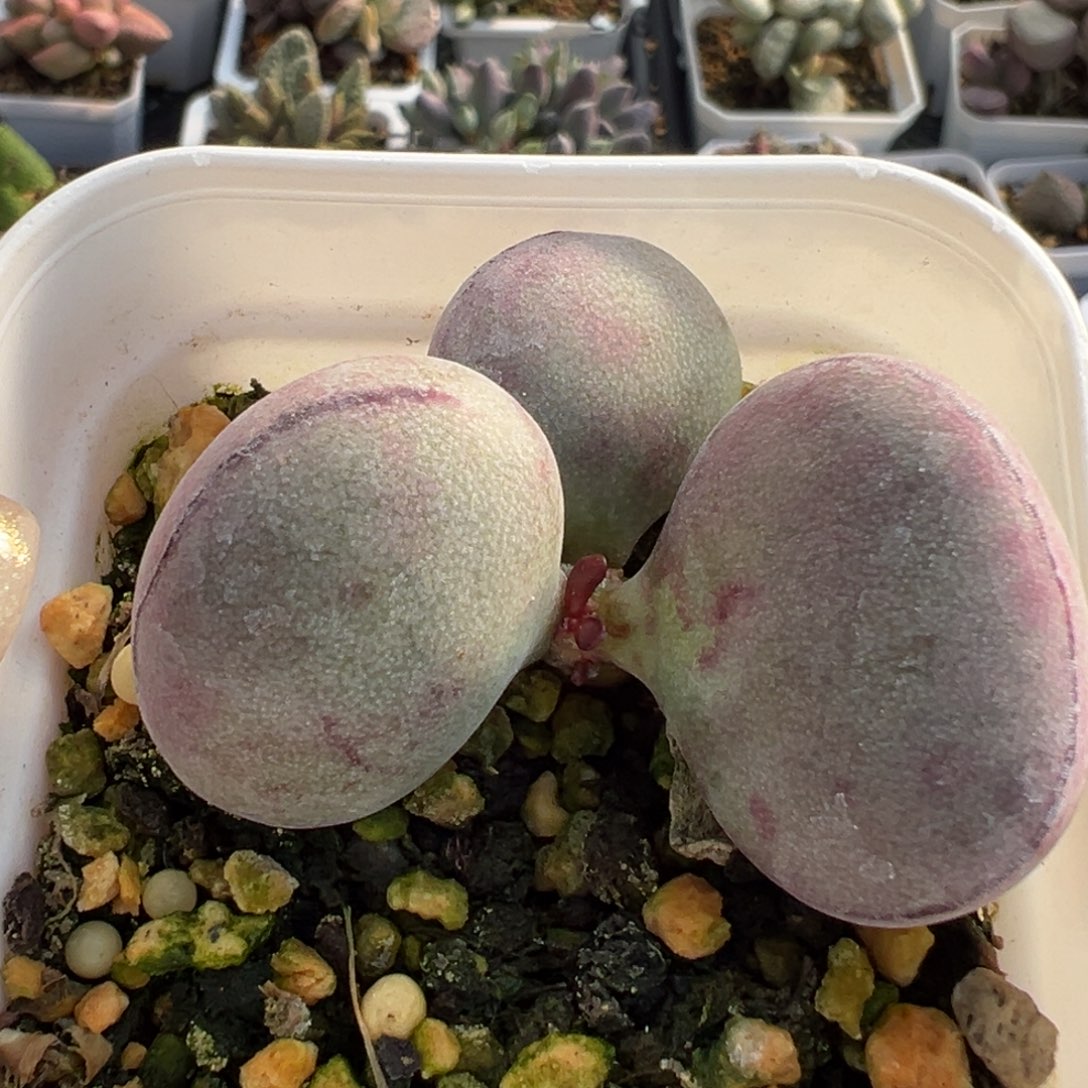 21球球紫蛋晕染斑老桩