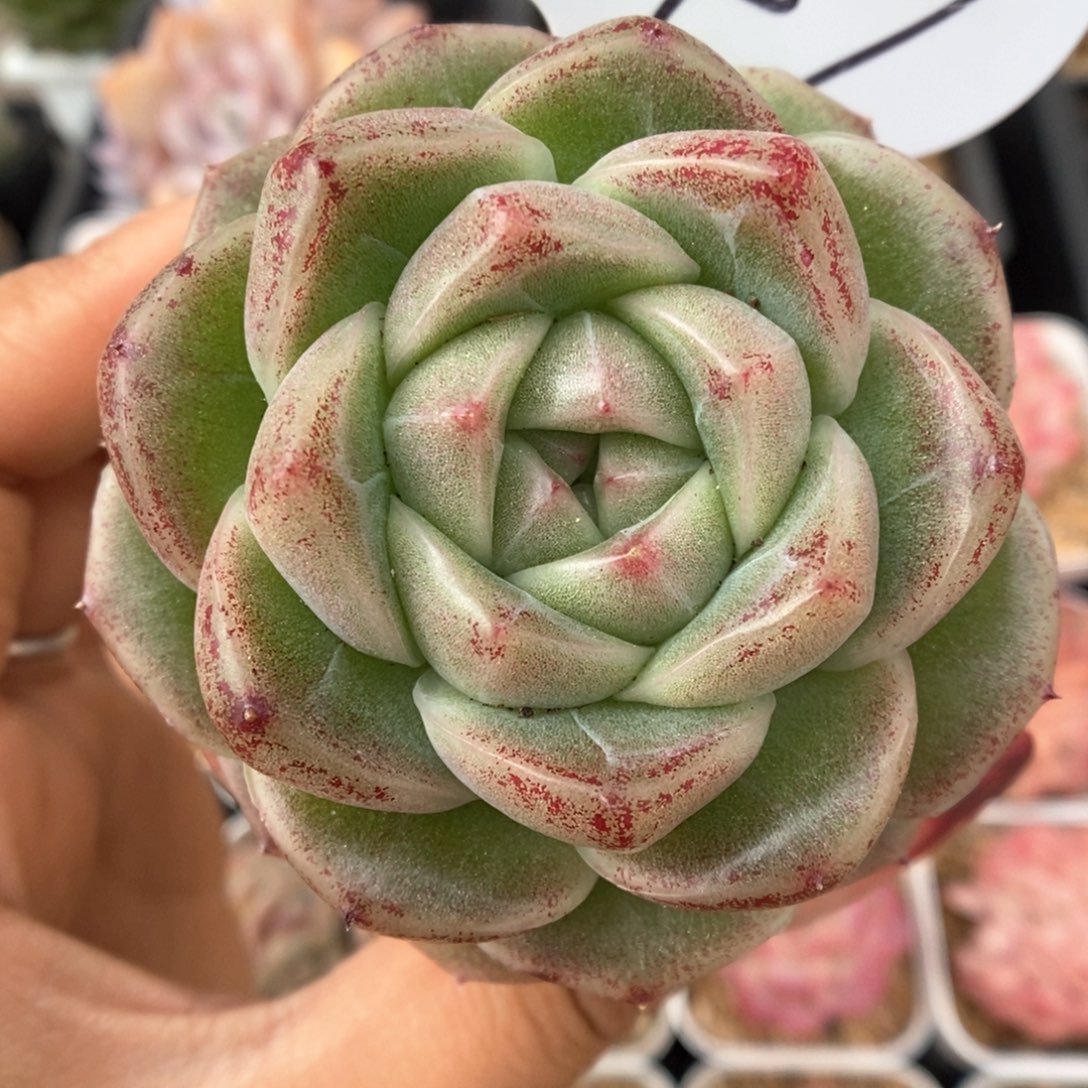 珍妮麦秆可拍947号。  