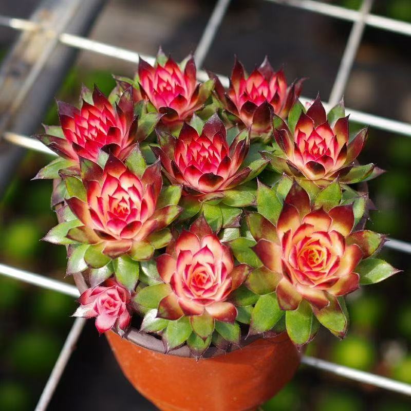 红钻多肉【满18包邮】