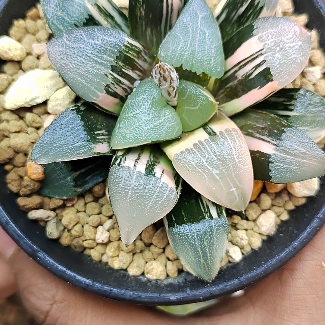 303美纹克锦 7.7厘米左右一物一拍带盆