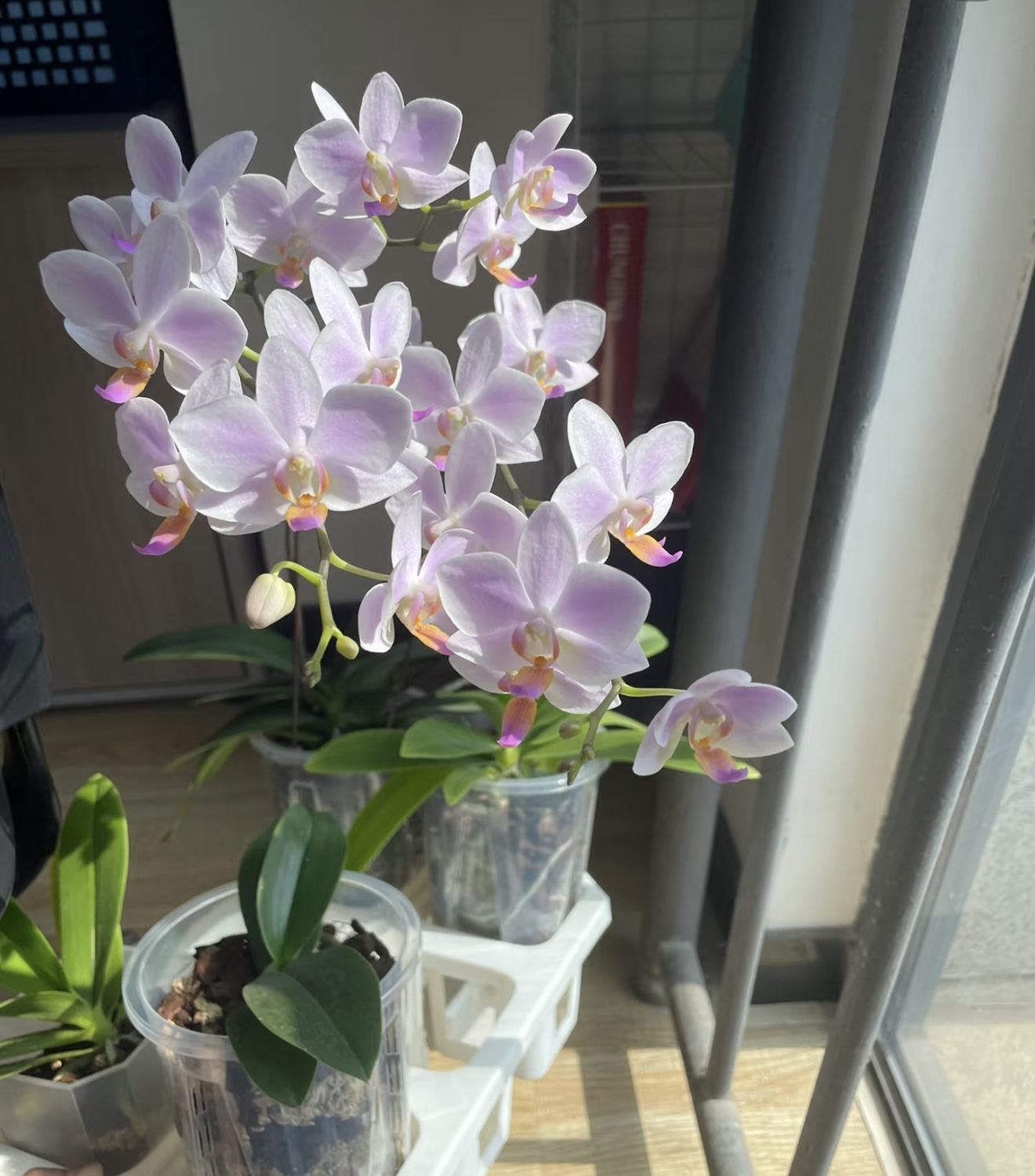 【花间集】残雪蝴蝶兰3.5寸杯大苗根可以夏花爆花机器