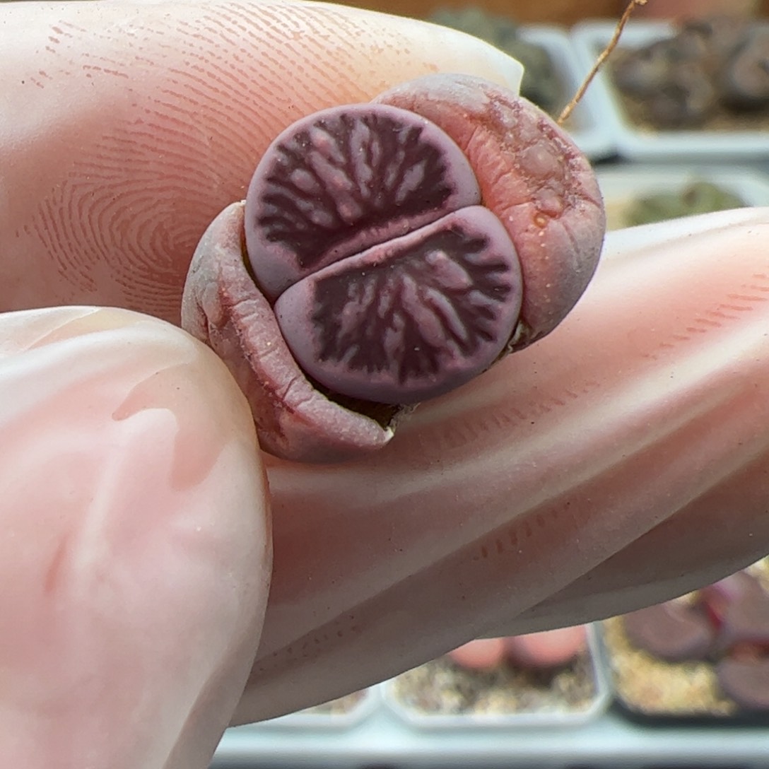 0712号 紫菊 多肉植物