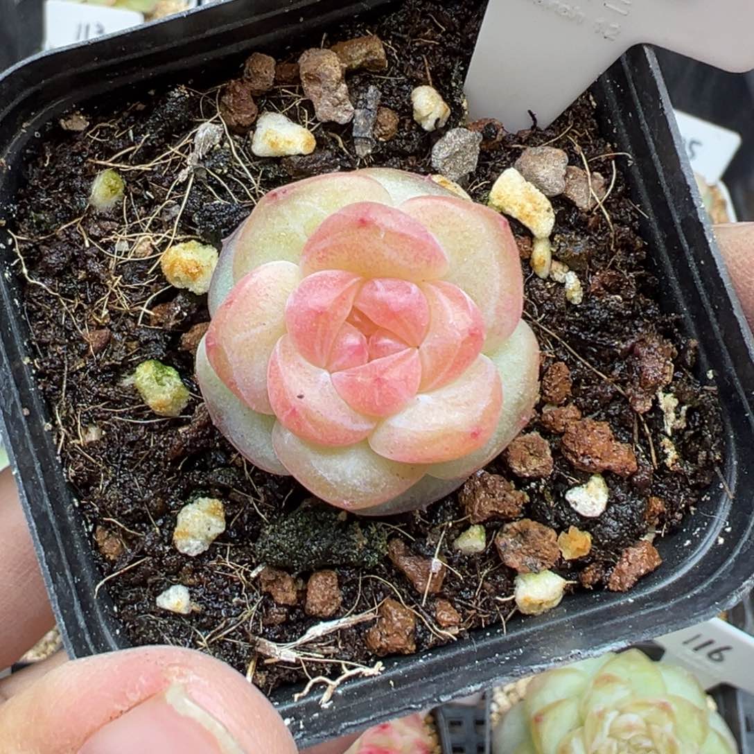 @****305号奶芙晗雨多肉