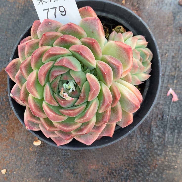 小****)精品多肉植物779