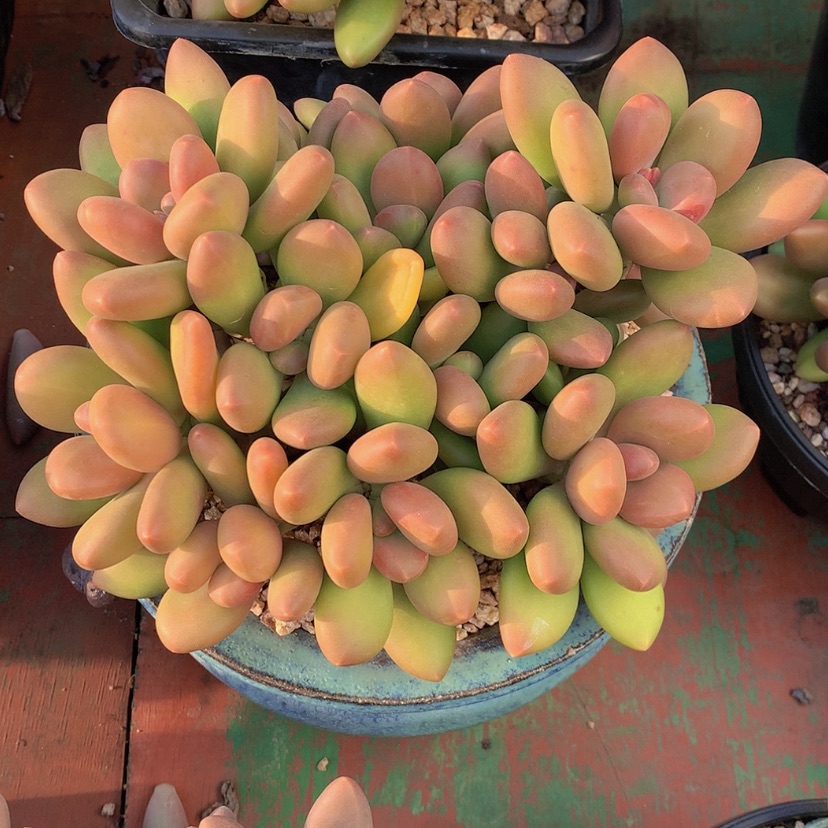 【闪购商品】彩虹芒果奶