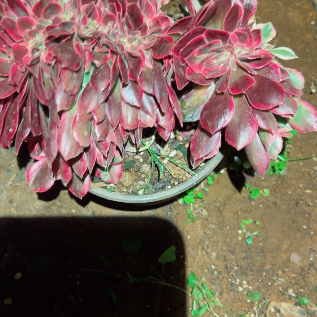 我1578 号多肉法师新年福利女郎