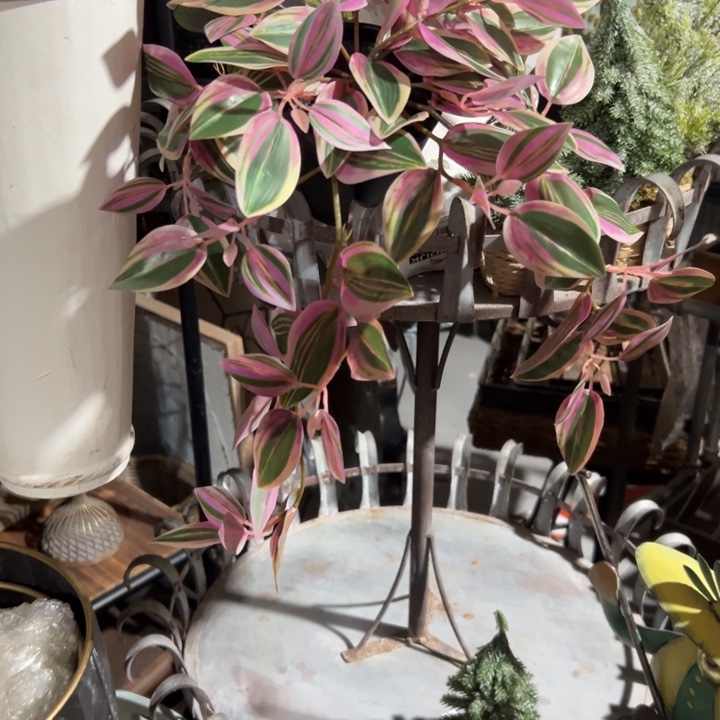 草***️默认瑕疵 不退不换