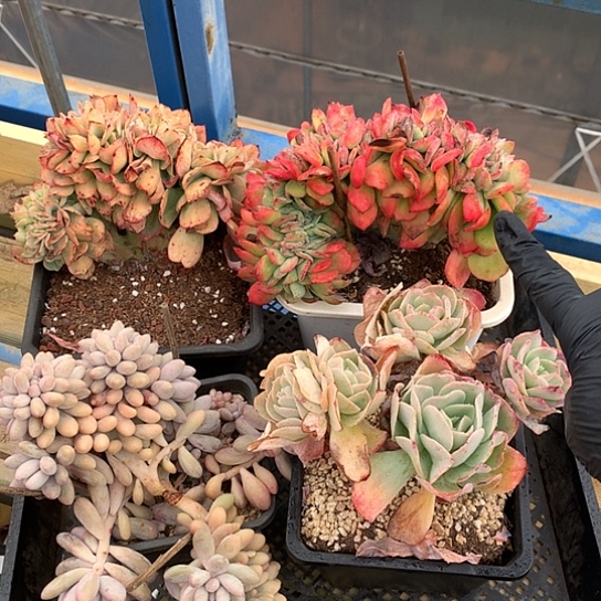 一盘子4颗277 不包损