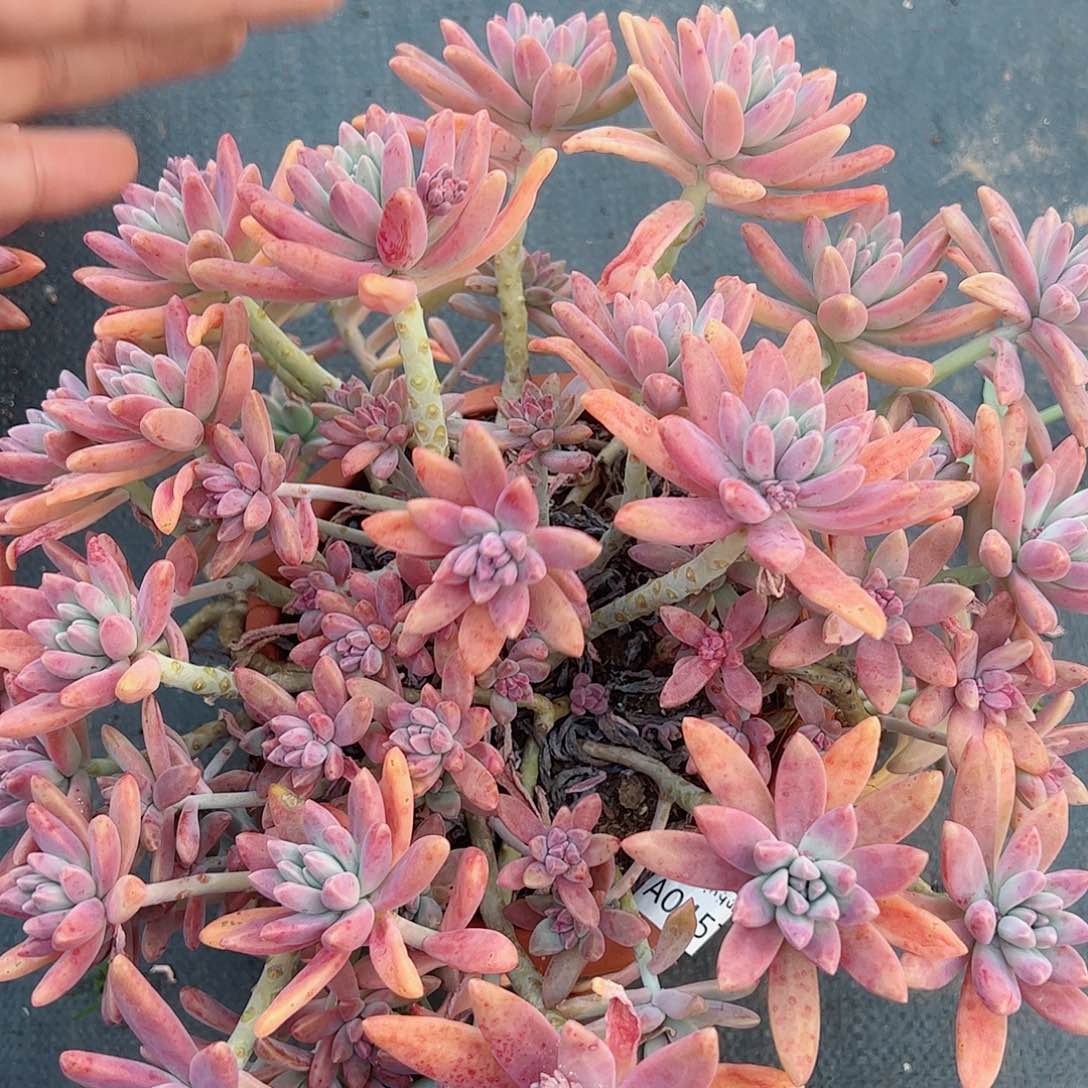 秋丽大盆整桩无砍