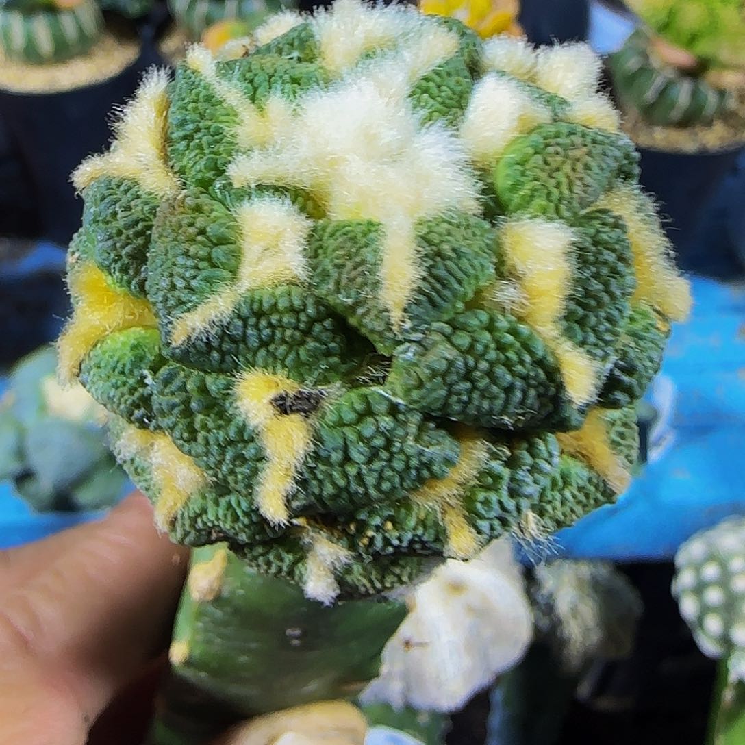 苗接大尤黑牡829。    