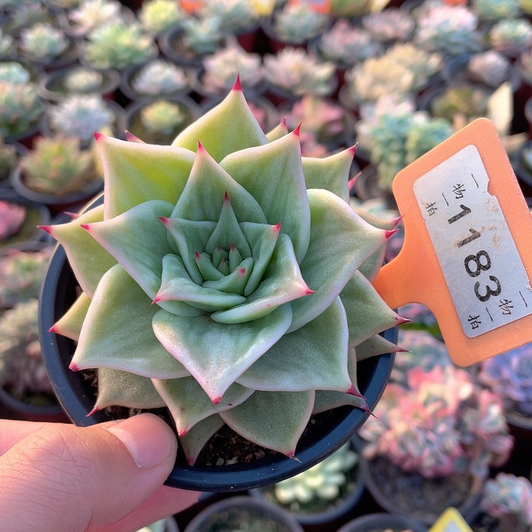 星星锦1183号多肉