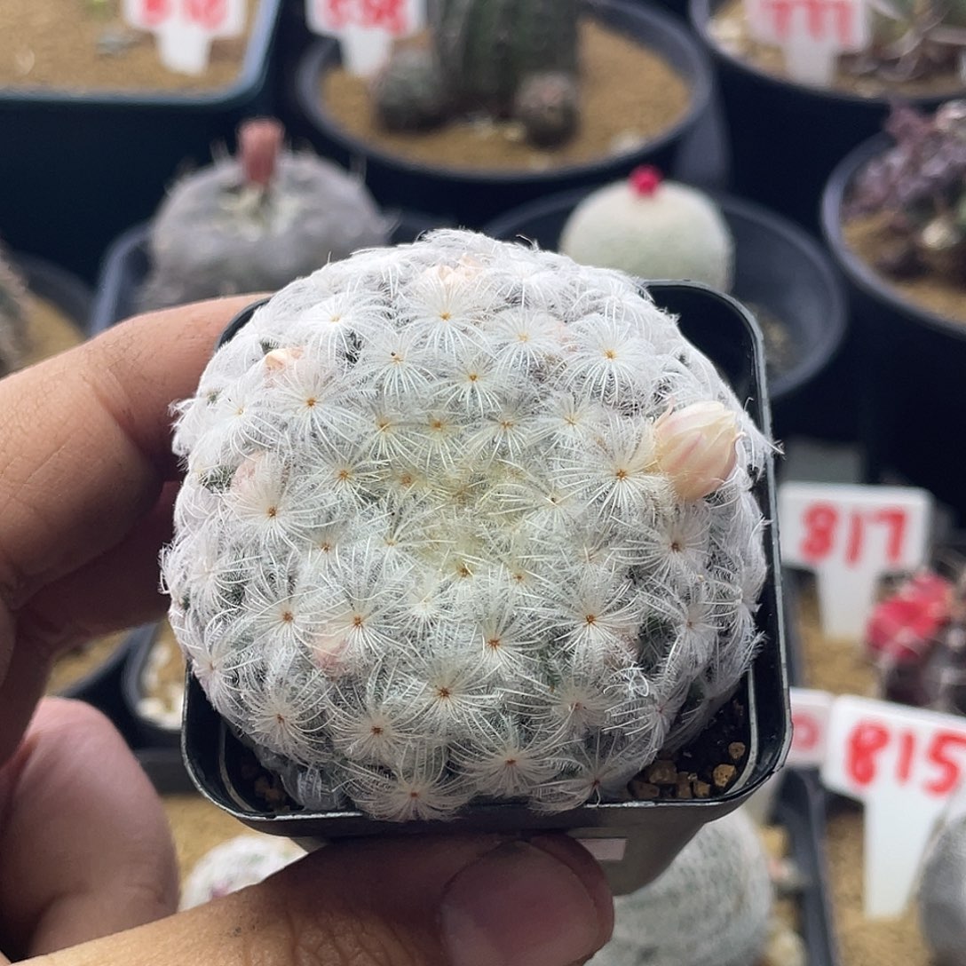 日系高绒降落伞白星 带盆土发货