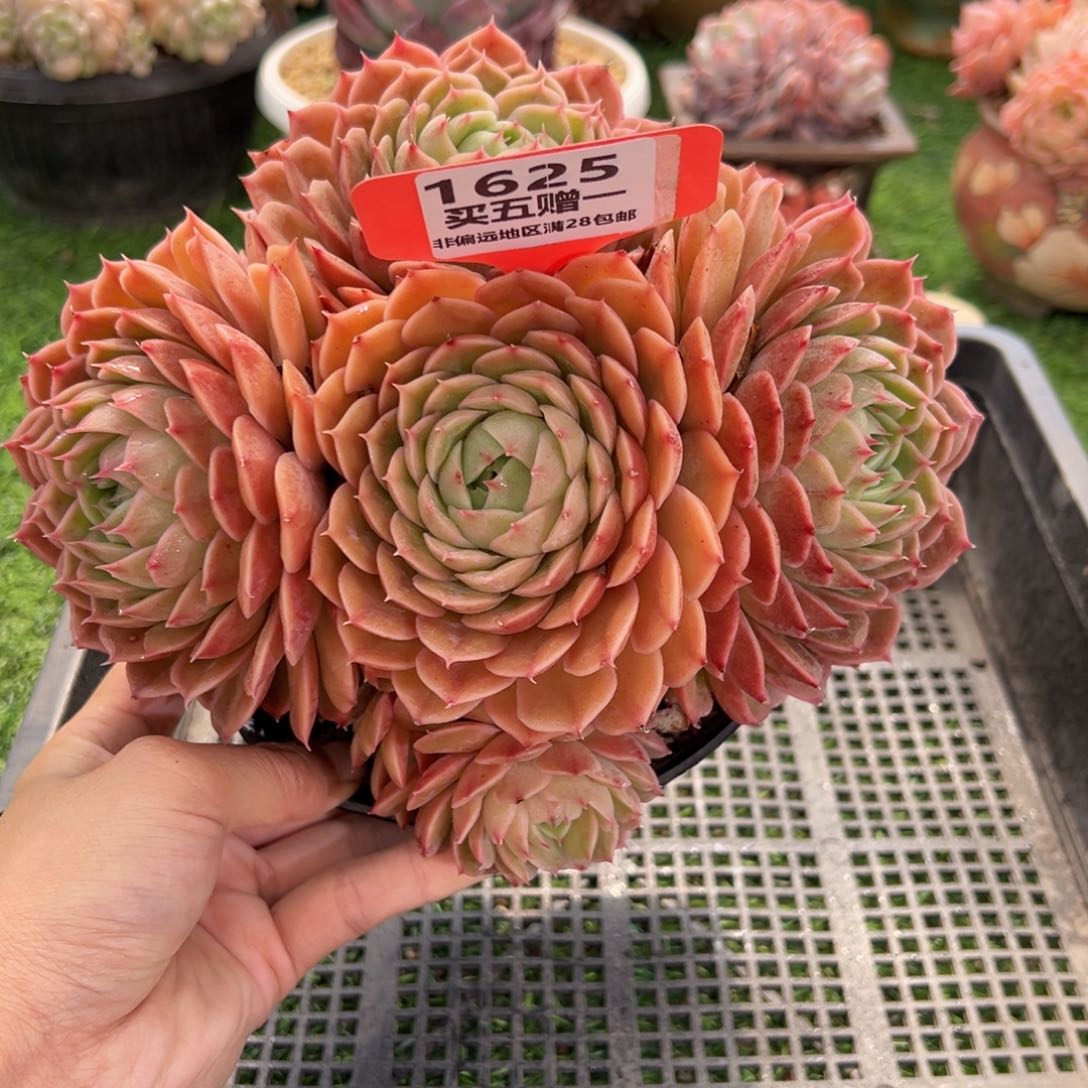 表妹精品多肉1625: