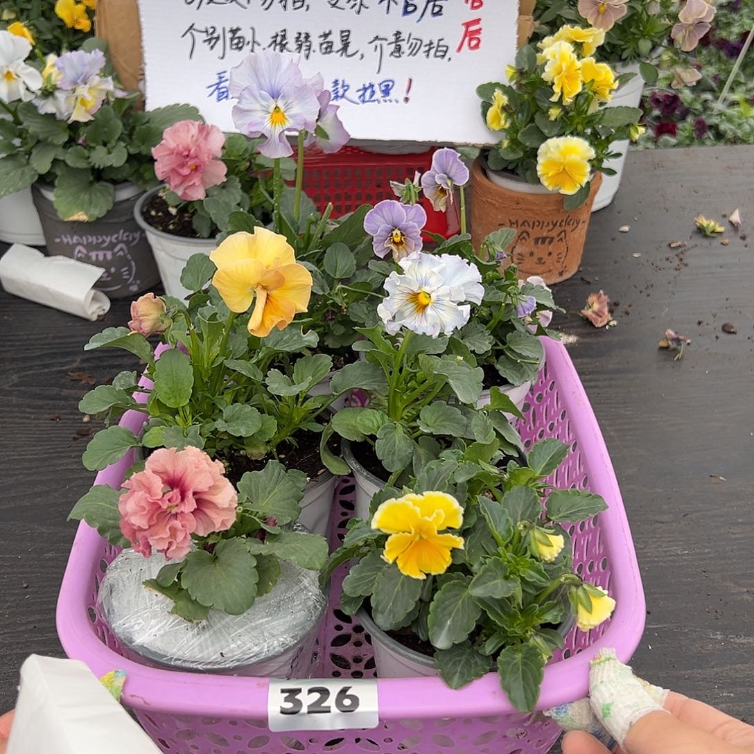 大部分花苞少量开放326号