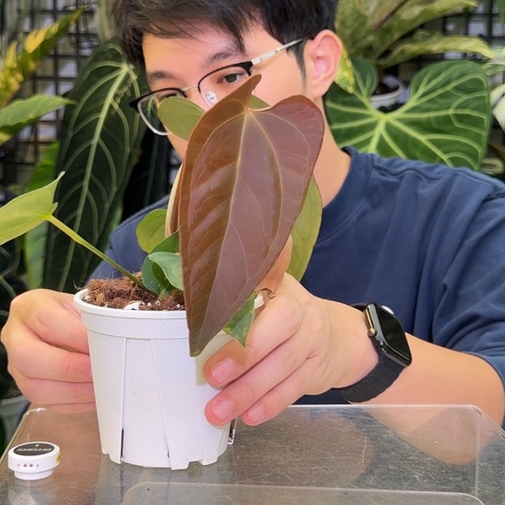 完全开放M27  西尼亚杂小羊皮