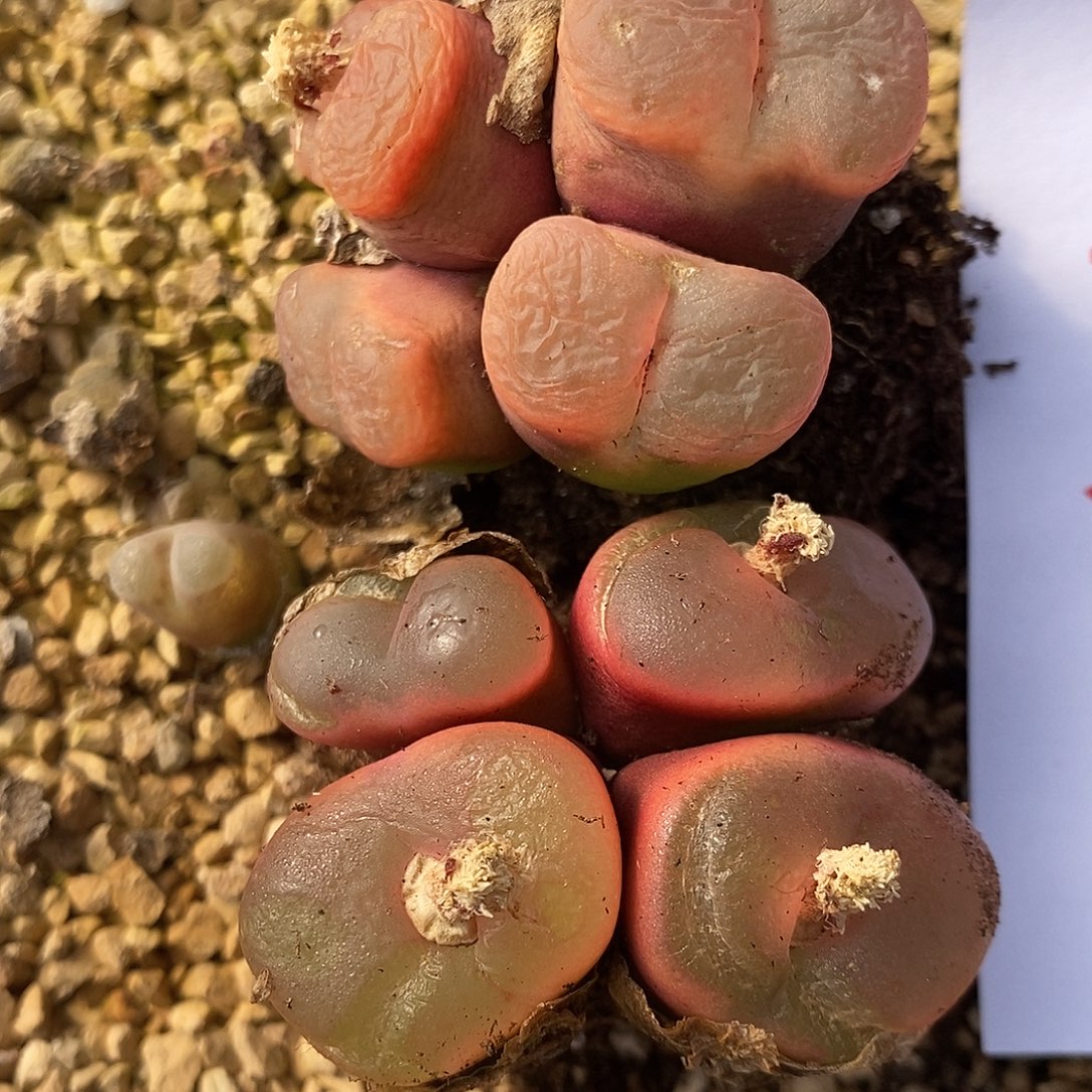 366冰魄有瑕疵2群。     